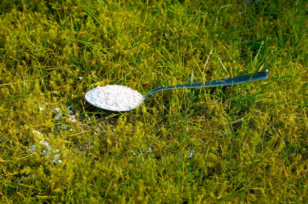 Как избавиться ото мха на участке: 5 действенных способов Как избавиться ото мха на участке: 5 действенных способов