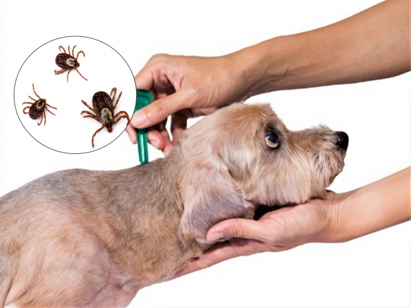 Копеечная защита: какой запах ненавидят клещи, и он защищает в 100 раз лучше популярных аэрозолей