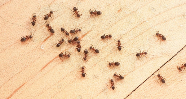 Как избавиться от муравьев в доме и квартире с помощью простого ингредиента