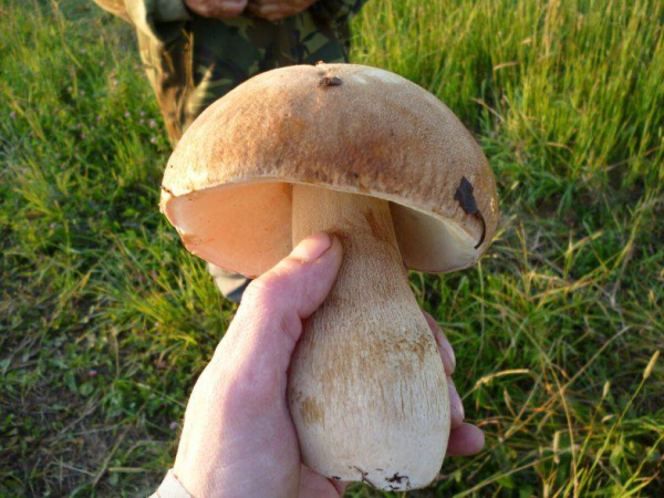 Какой гриб самый полезный: ученые дали ответ Какой гриб самый полезный: ученые дали ответ