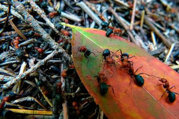 Безопасные и простые способы избавиться от муравьев на огороде и в саду с первого раза