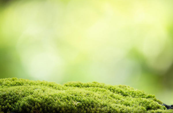 Как избавиться ото мха на участке: 5 действенных способов Как избавиться ото мха на участке: 5 действенных способов