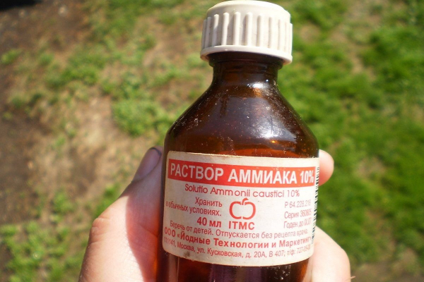 Безопасные и простые способы избавиться от муравьев на огороде и в саду с первого раза