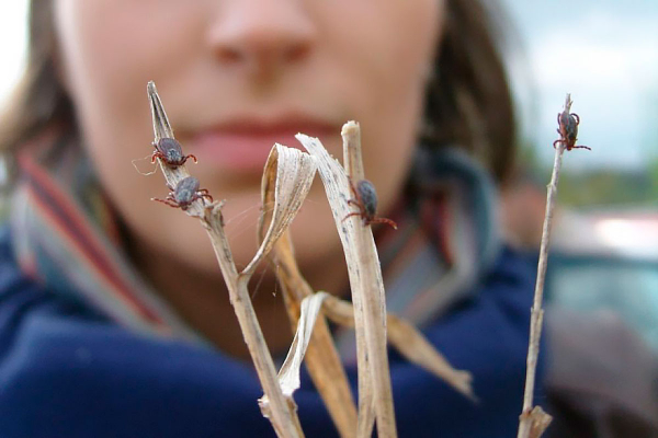 Как не стать жертвой укуса клеща: вот что нужно сделать перед выходом на улицу Как не стать жертвой укуса клеща: вот что нужно сделать перед выходом на улицу