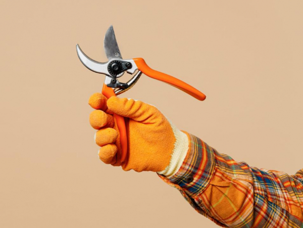 День садовода и огородника: когда и кто отмечает в 2025 году День садовода и огородника: когда и кто отмечает в 2025 году