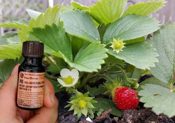 Народные средства, которыми можно обработать клубнику во время цветения без вреда для ягод