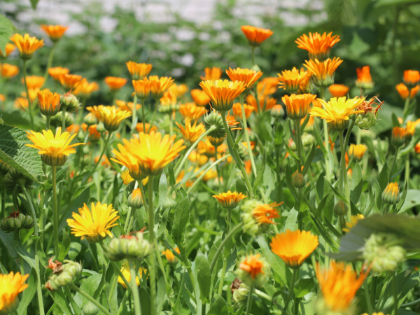 Врач рассказал, какие ещё растения, кроме подорожника, помогут заживить рану Врач рассказал, какие ещё растения, кроме подорожника, помогут заживить рану