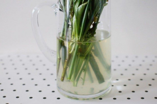 Свежий букет пионов до 2 недель: что добавить в воду Свежий букет пионов до 2 недель: что добавить в воду