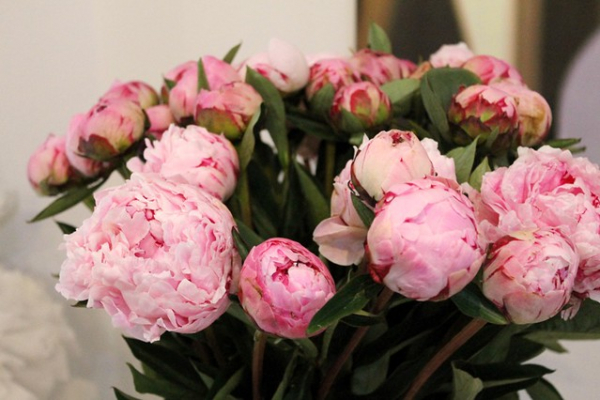 Свежий букет пионов до 2 недель: что добавить в воду Свежий букет пионов до 2 недель: что добавить в воду