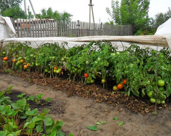 Какие культуры нельзя сажать рядом с помидорами, а какие можно Какие культуры нельзя сажать рядом с помидорами, а какие можно
