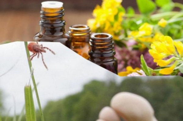 Избавят от мух, комаров и муравьев: эффективные эфирные масла в борьбе с насекомыми
