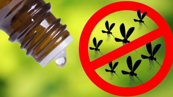 Избавят от мух, комаров и муравьев: эффективные эфирные масла в борьбе с насекомыми
